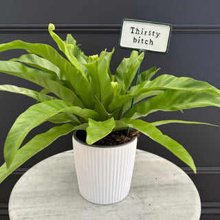 Gifts for Plant Lovers