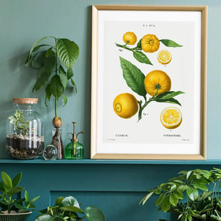 Citrus Print - Limited Abode